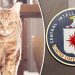 Operación Gato Acústico: Cómo la CIA convirtió a los gatos en espías durante la Guerra Fría