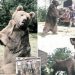 Wojtek : L'ours soldat qui a combattu pendant la Seconde Guerre mondiale et a inspiré le monde